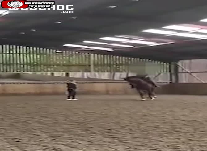 Video :A three-time Olympian who mistreated horses was suspended